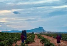 La DO Almansa cierra la vendimia 2025 con adelanto en la cosecha y sanidad óptima