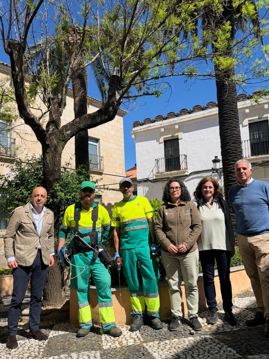 Cáceres inicia un tratamiento de última generación para proteger 47 palmeras frente al picudo rojo