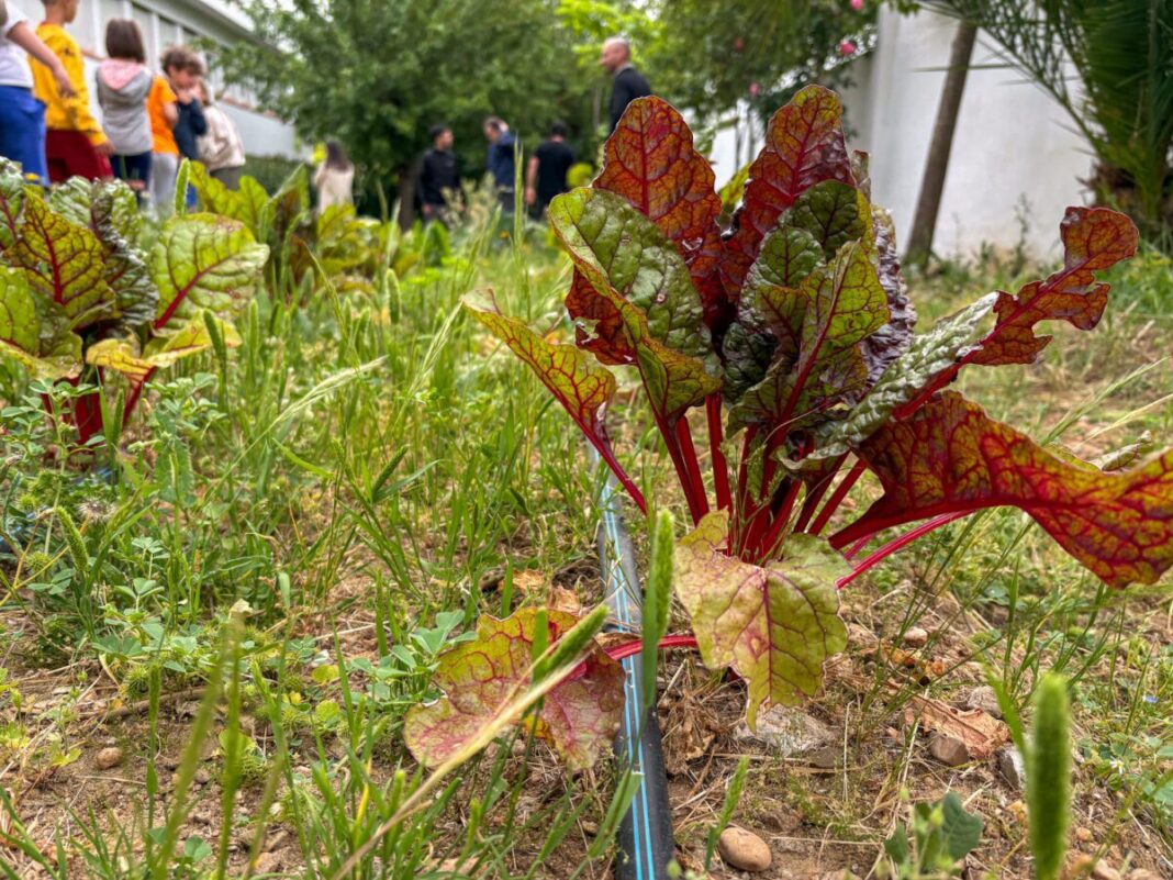 Los colegios de Oliva de la Frontera y Zahínos abren sus huertos escolares de permacultura a las familias con una inversión de 30.000 euros