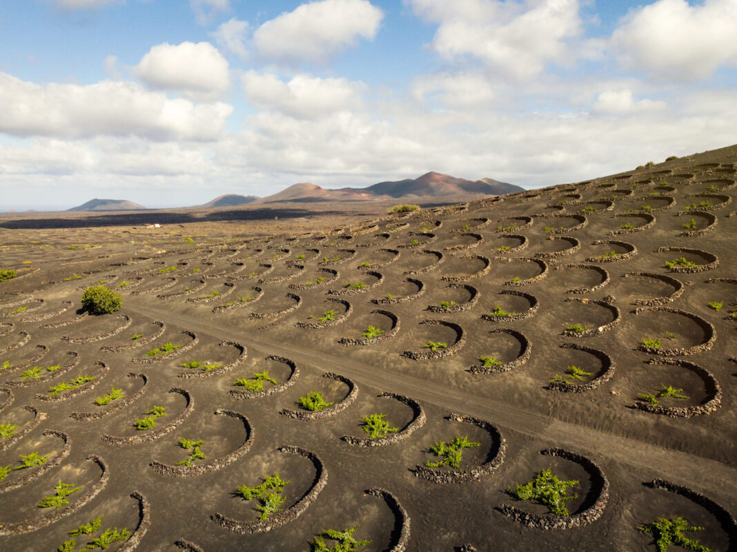 Los vinos de Lanzarote logran siete medallas en el Mondial des Vins Extrêmes 2026