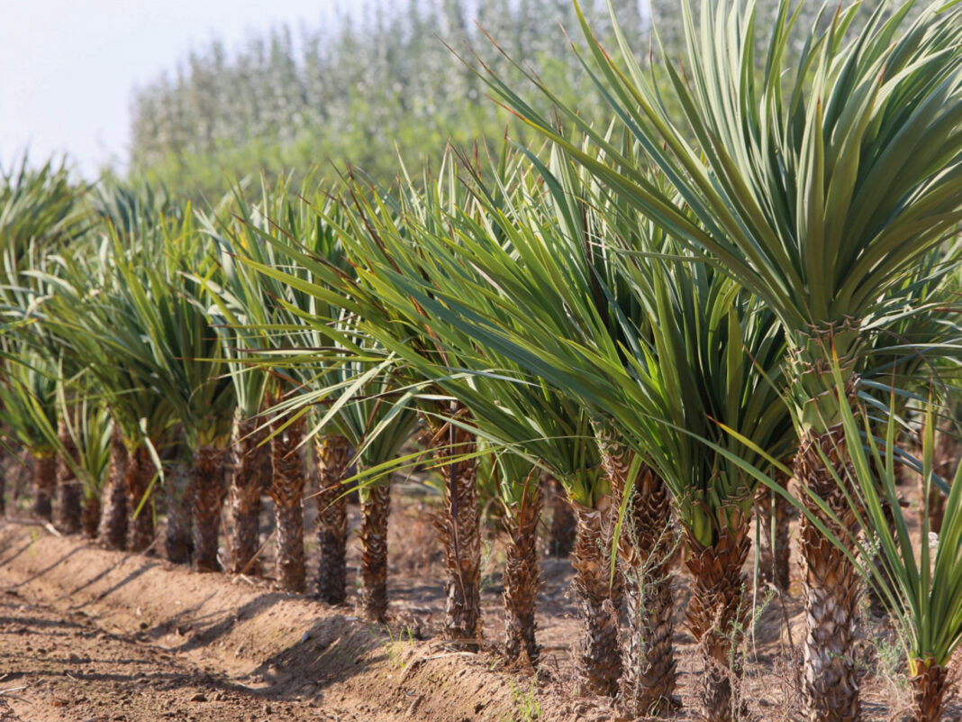 Los ayuntamientos de Badajoz pueden pedir hasta el 4 de noviembre plantas del Vivero Provincial para 2027